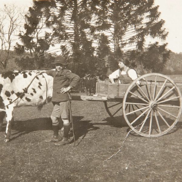 Colin and Jean Mackenzie with calf team at Bundanon, c1915. Bundanon Trust Archive, photo: courtesy Elinor Dillon