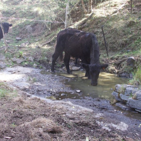 Two black cows drinking from a creek