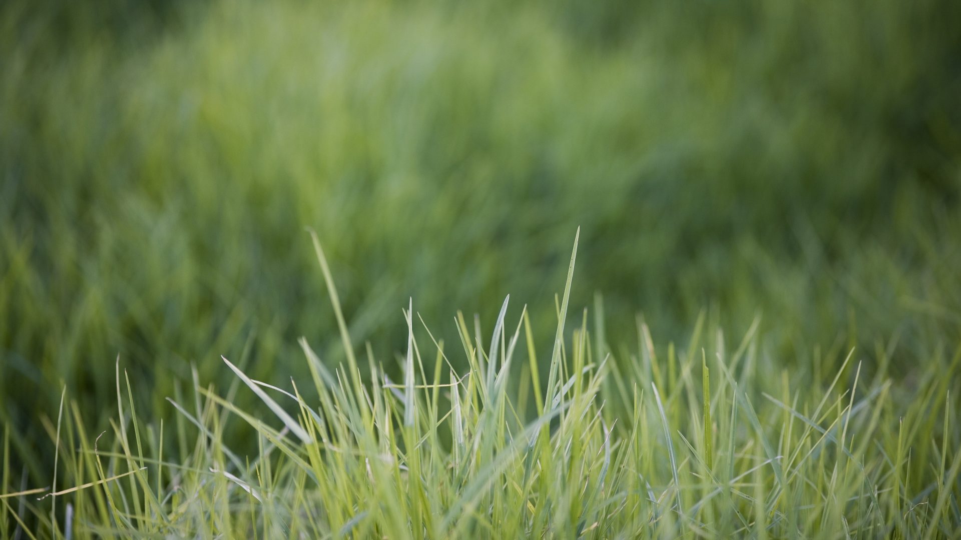 Landcare Living Landscape