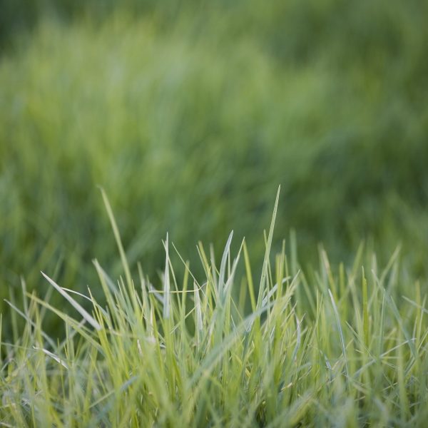 Landcare Living Landscape