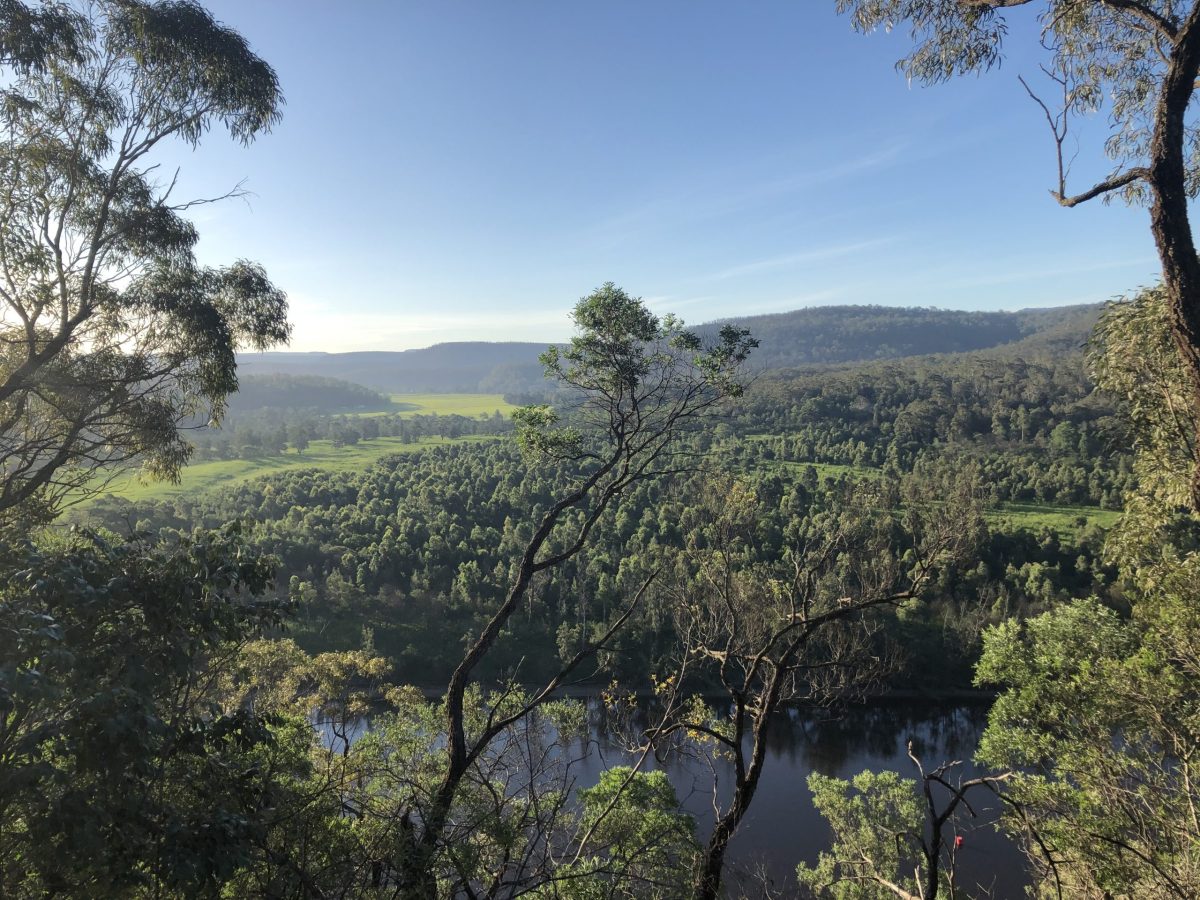 Landscape of a forest along the river.