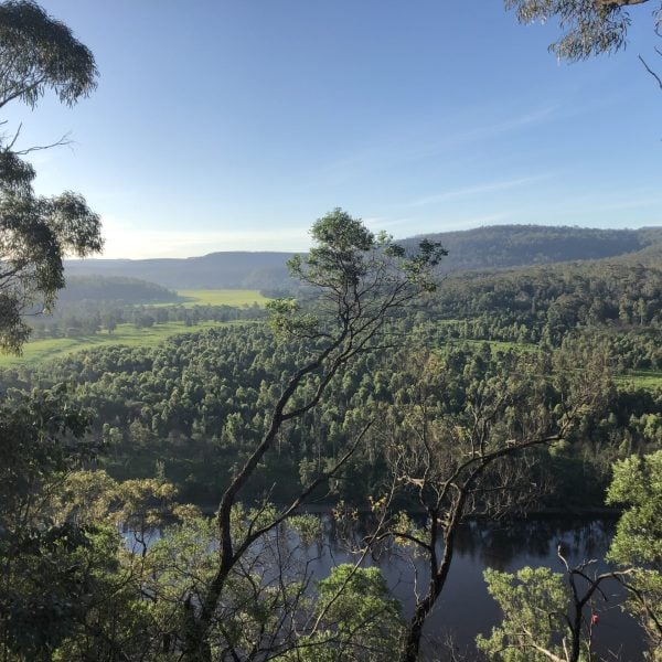 Landscape of a forest along the river.