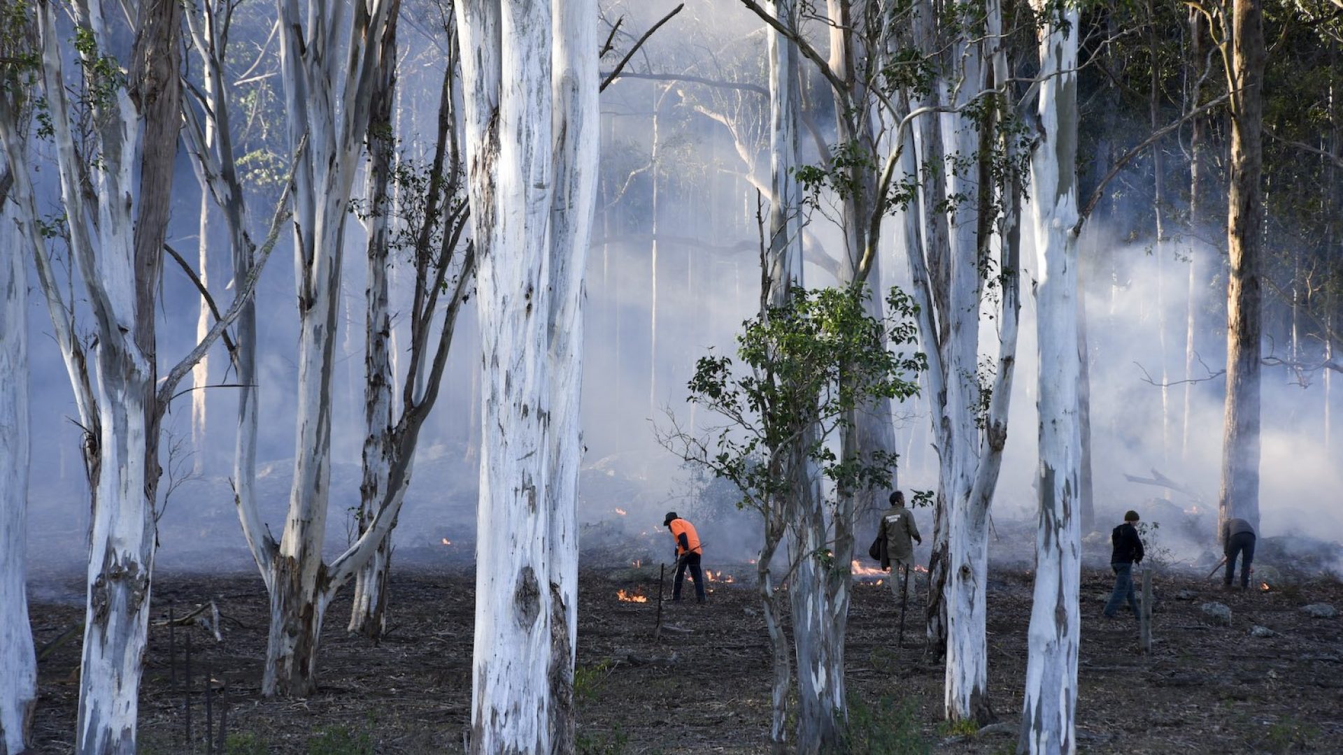 Cultural burning. Group of people in a smokey forest