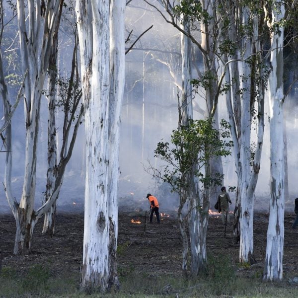 Cultural burning. Group of people in a smokey forest