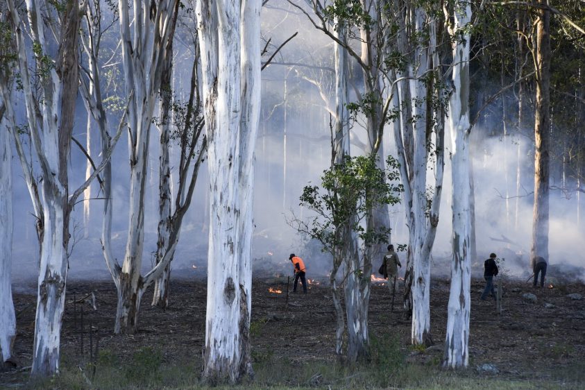 Cultural burning. Group of people in a smokey forest