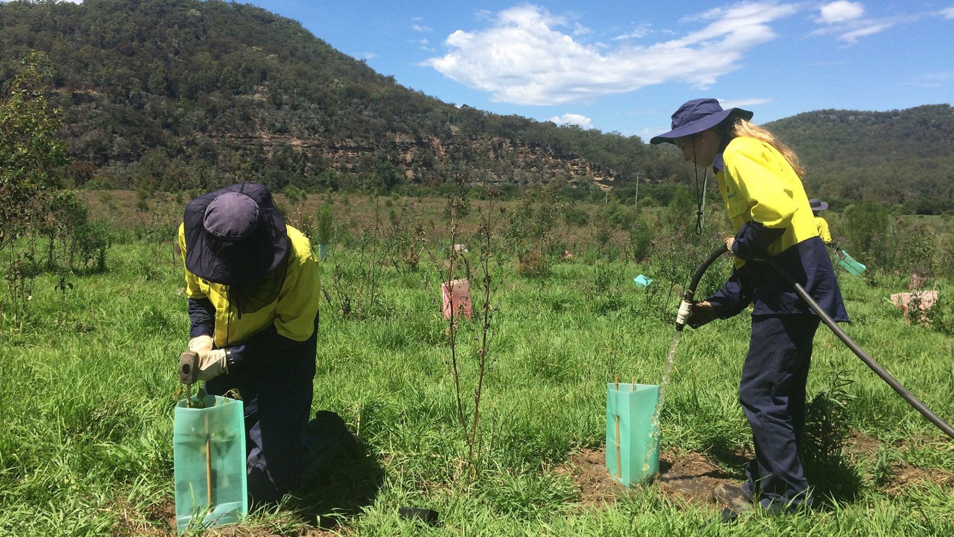 2 people in a field watering small trees