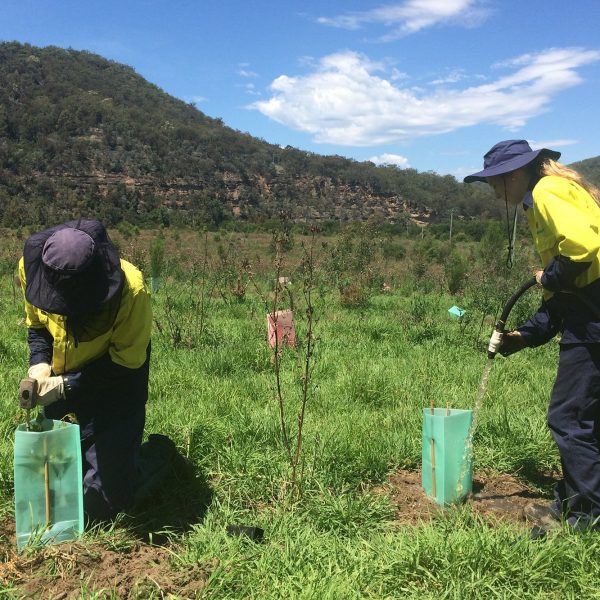 2 people in a field watering small trees