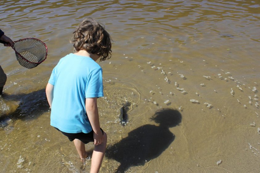 A child stands in the water catching a fish