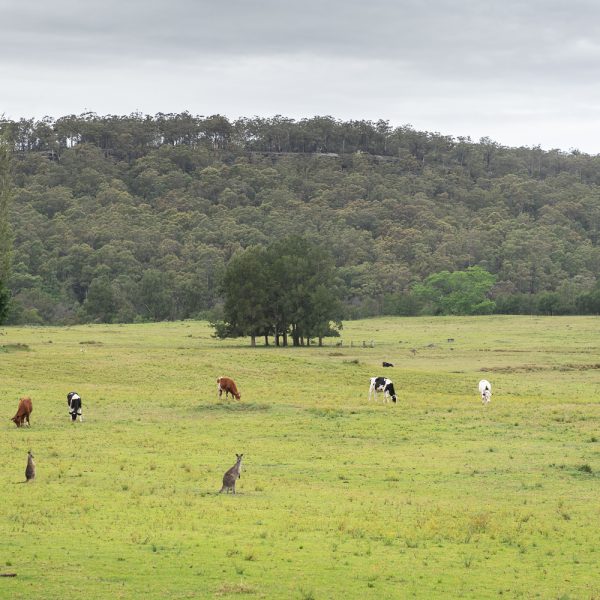 Cows and kangaroos in a paddock with a mountain range in the background