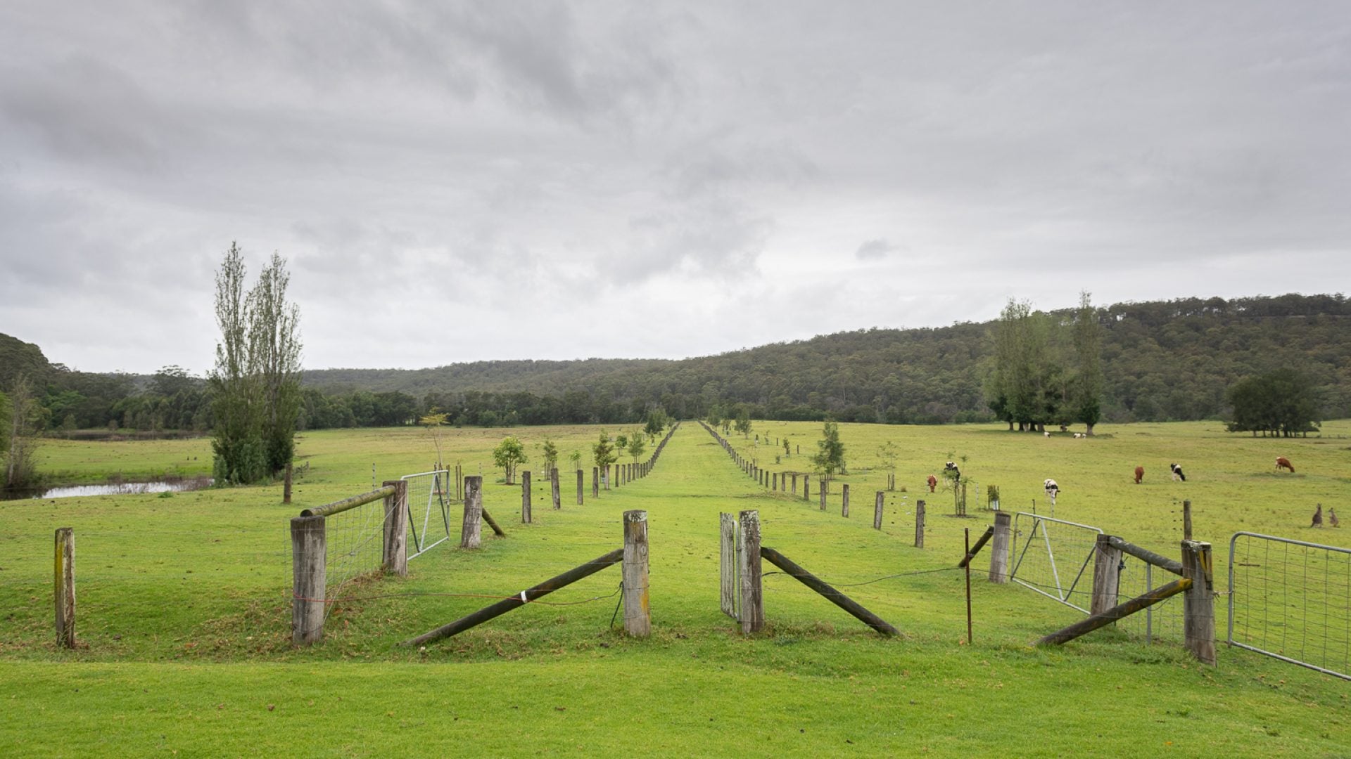 A fence line stretches into a grassed landscape. Mountains in the backgroun