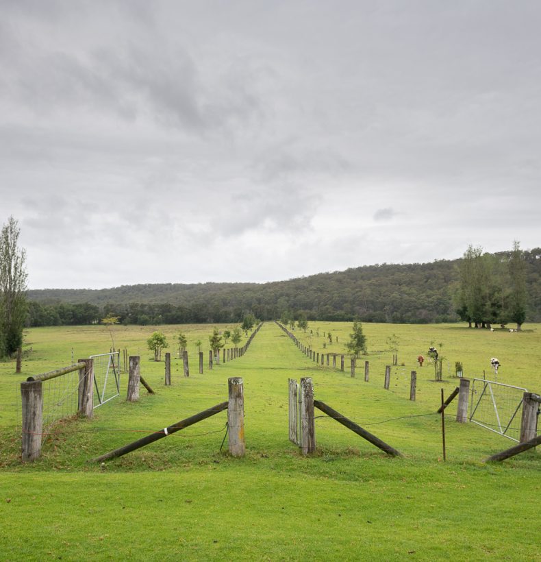 A fence line stretches into a grassed landscape. Mountains in the backgroun