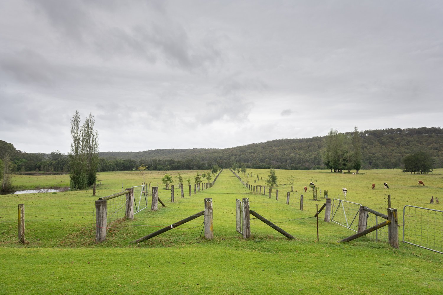 Treelines Track