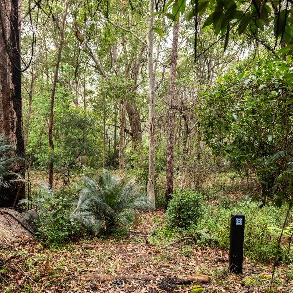 Dense bushland with trees and ferns