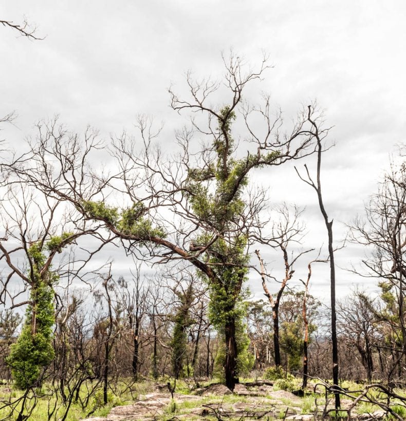 Burnt forest with new greenery growing on the trees