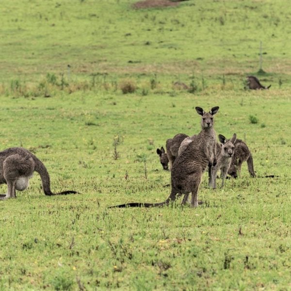 5 kangaroos in a grass paddock