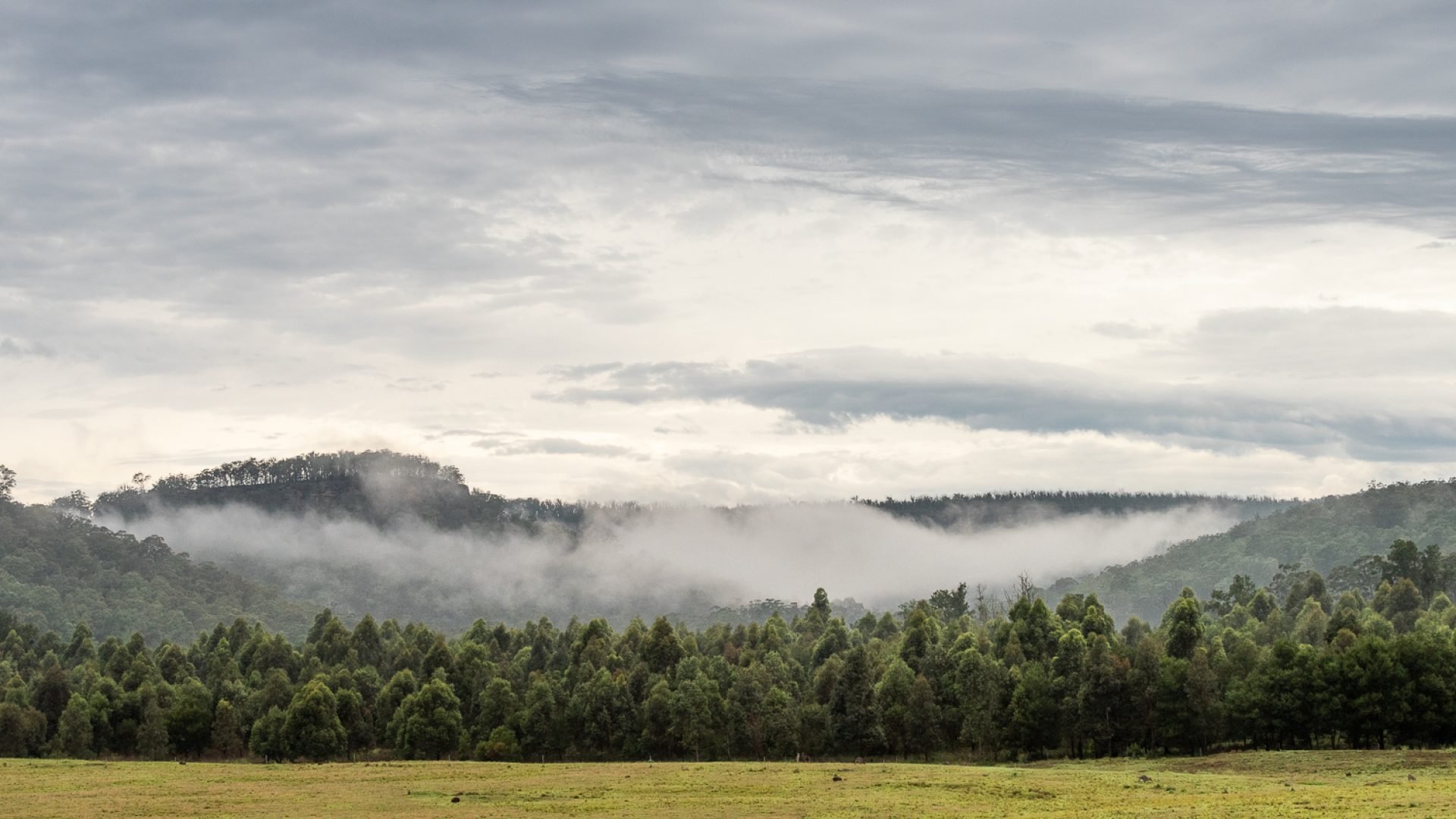 A forest of trees with a mountain range behind and low clouds above the trees