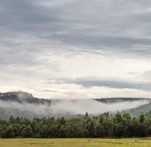 A forest of trees with a mountain range behind and low clouds above the trees