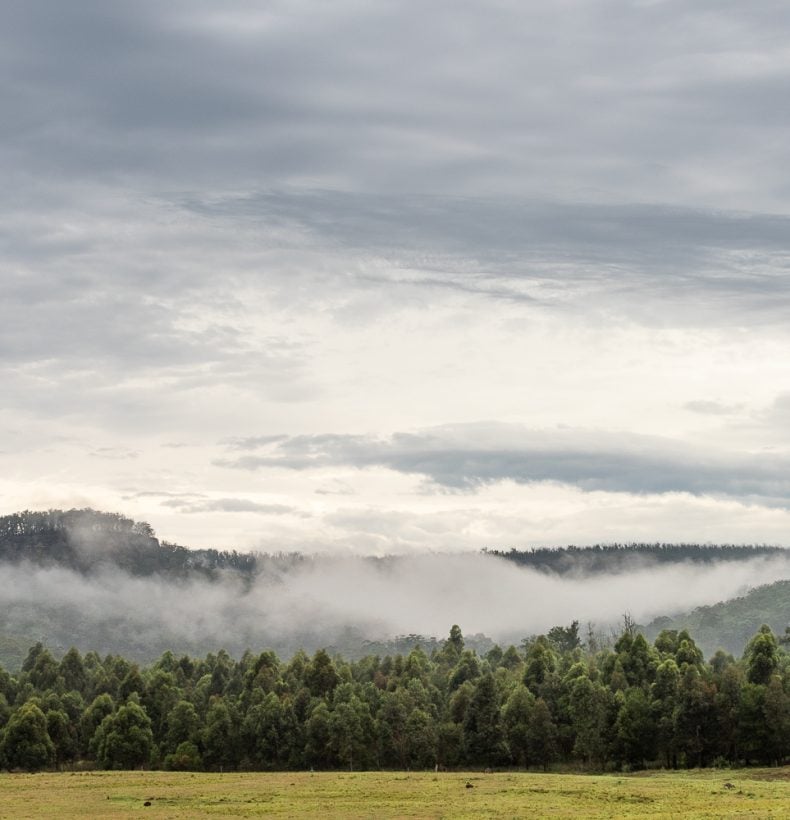 A forest of trees with a mountain range behind and low clouds above the trees