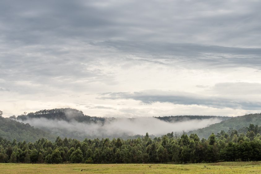 A forest of trees with a mountain range behind and low clouds above the trees