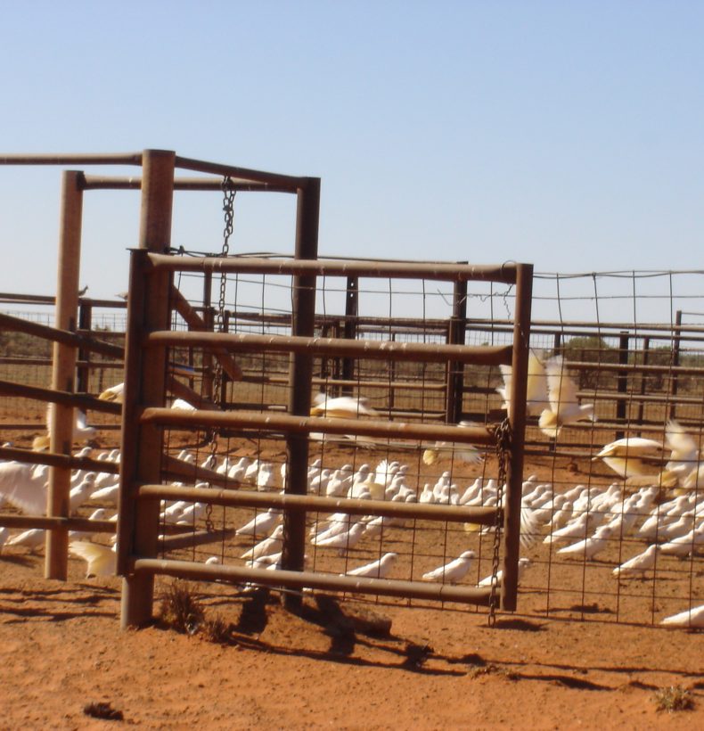 Photograph of a hundred white birds in a dusty fenced area