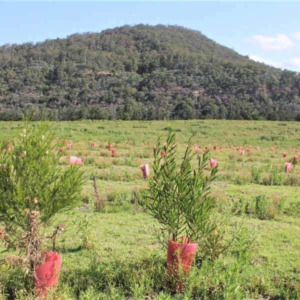 Young trees planted in a field, mountain range in the background