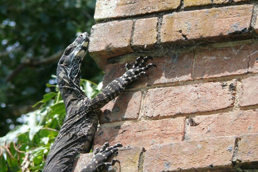 Large black and brown lizard climbing up a bricks structure