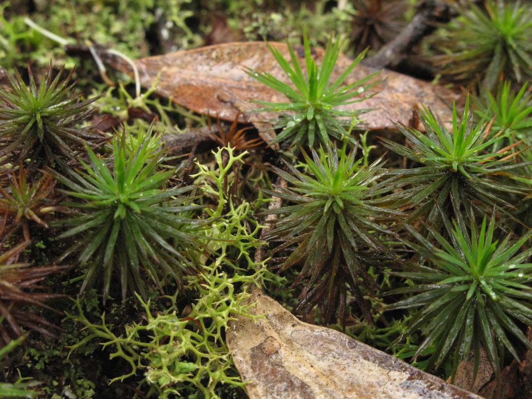 Mark Rodda — Bundanon