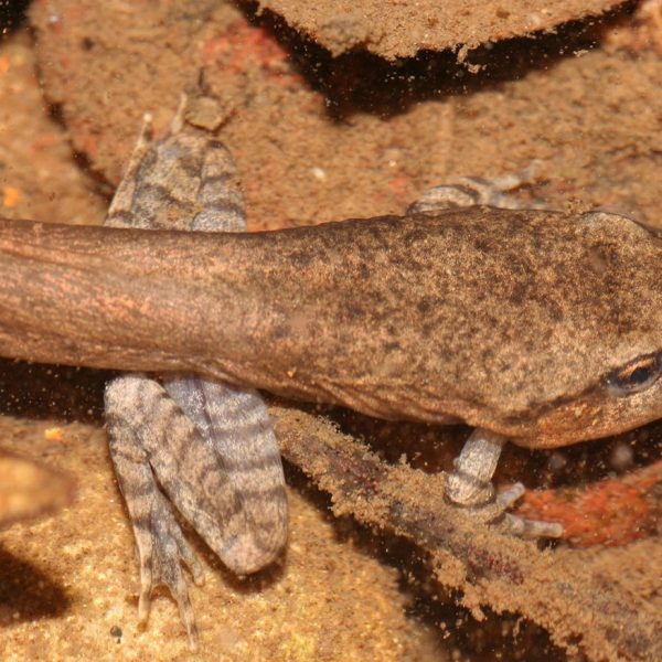 Brown tadpole