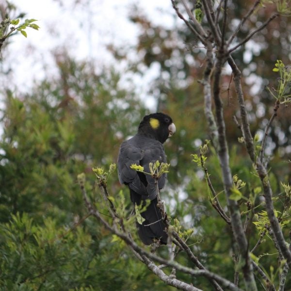 Black Cockatoo amongst trees