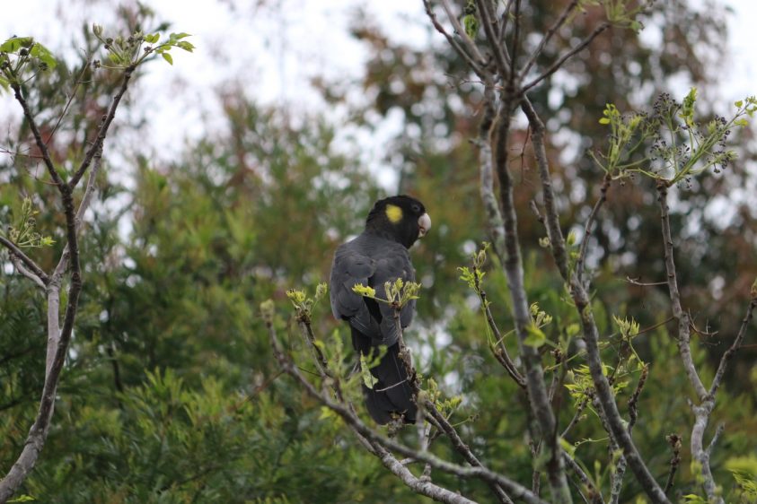 Black Cockatoo amongst trees