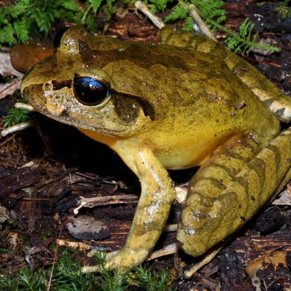 A brown frog in a grass and bark area