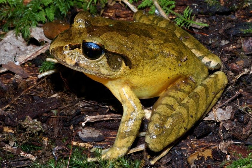 A brown frog in a grass and bark area