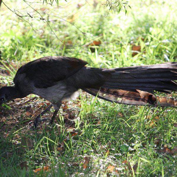 Superb Lyerbird in the grass