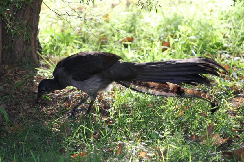 Superb Lyerbird in the grass