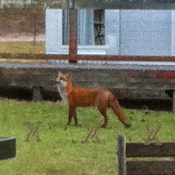 A red fox standing on grass near buildings