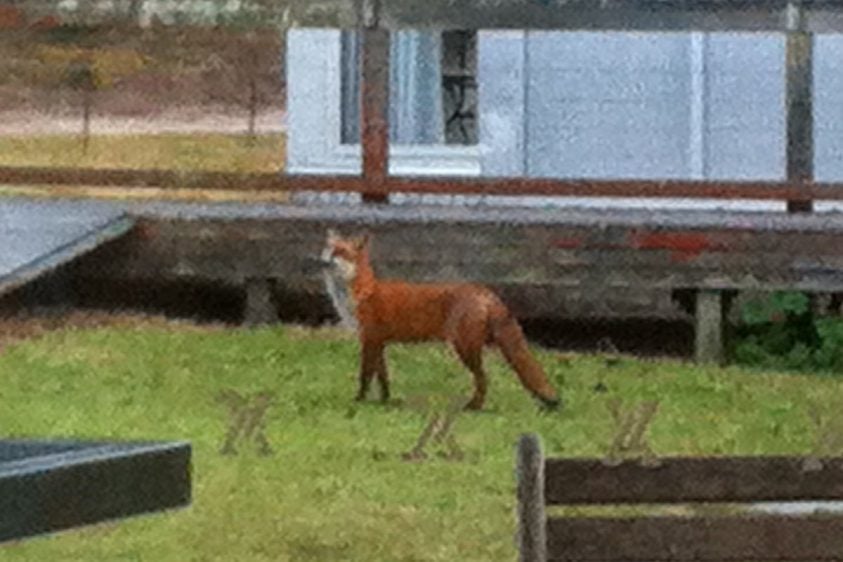 A red fox standing on grass near buildings