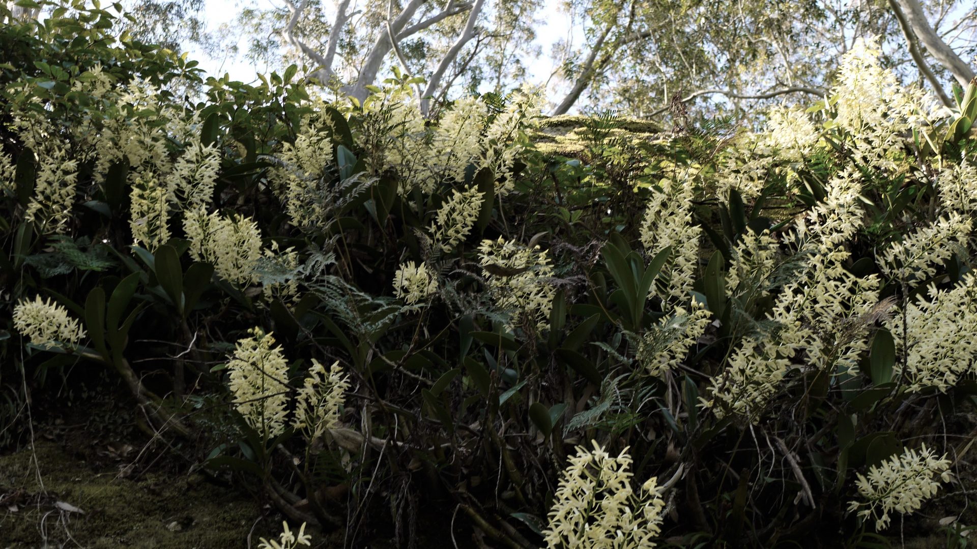 White flowers growing on a rock face