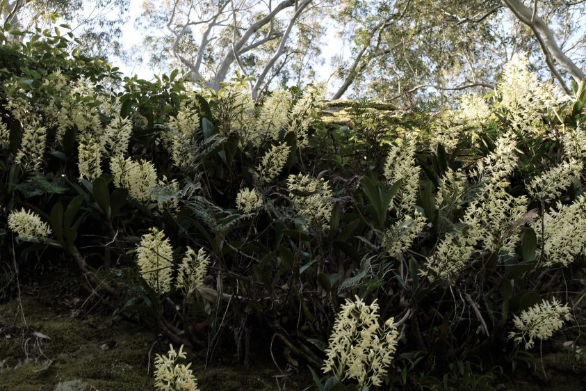 White flowers growing on a rock face