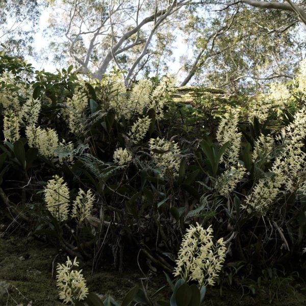White flowers growing on a rock face