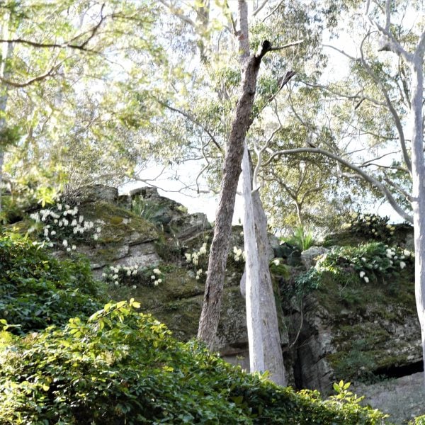 Plants, trees and orchid flowers growing on a rocky wall