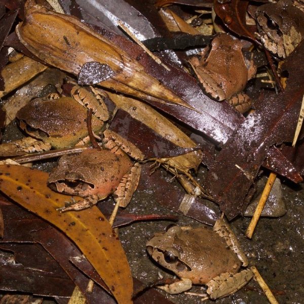 3 brown frogs in wet leaf matter