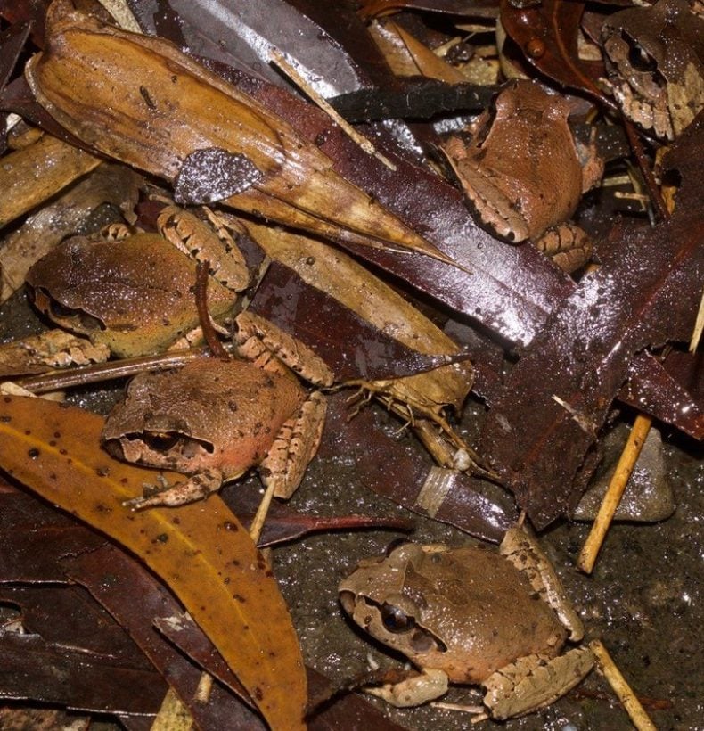3 brown frogs in wet leaf matter