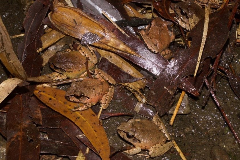 3 brown frogs in wet leaf matter