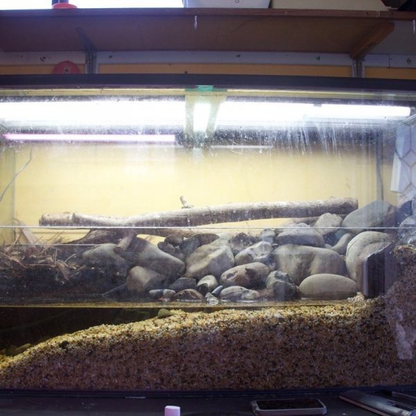 A fishtank with rocks and tadpoles