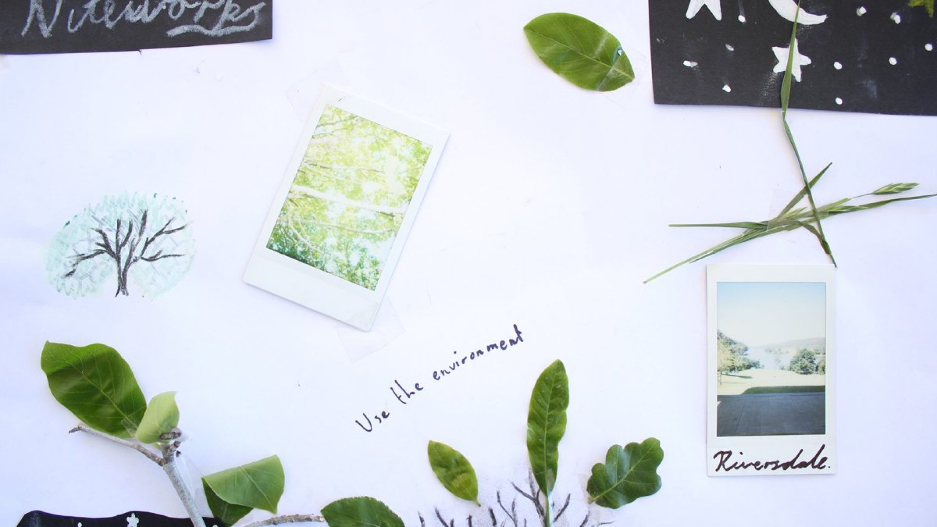 Leaves and photographs pinned on a wall