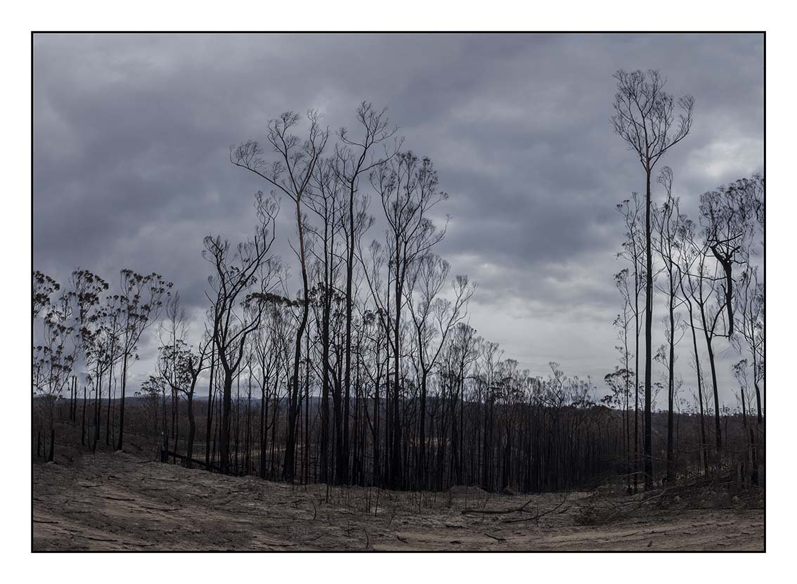 Ruth Maddison | When No Birds Sing