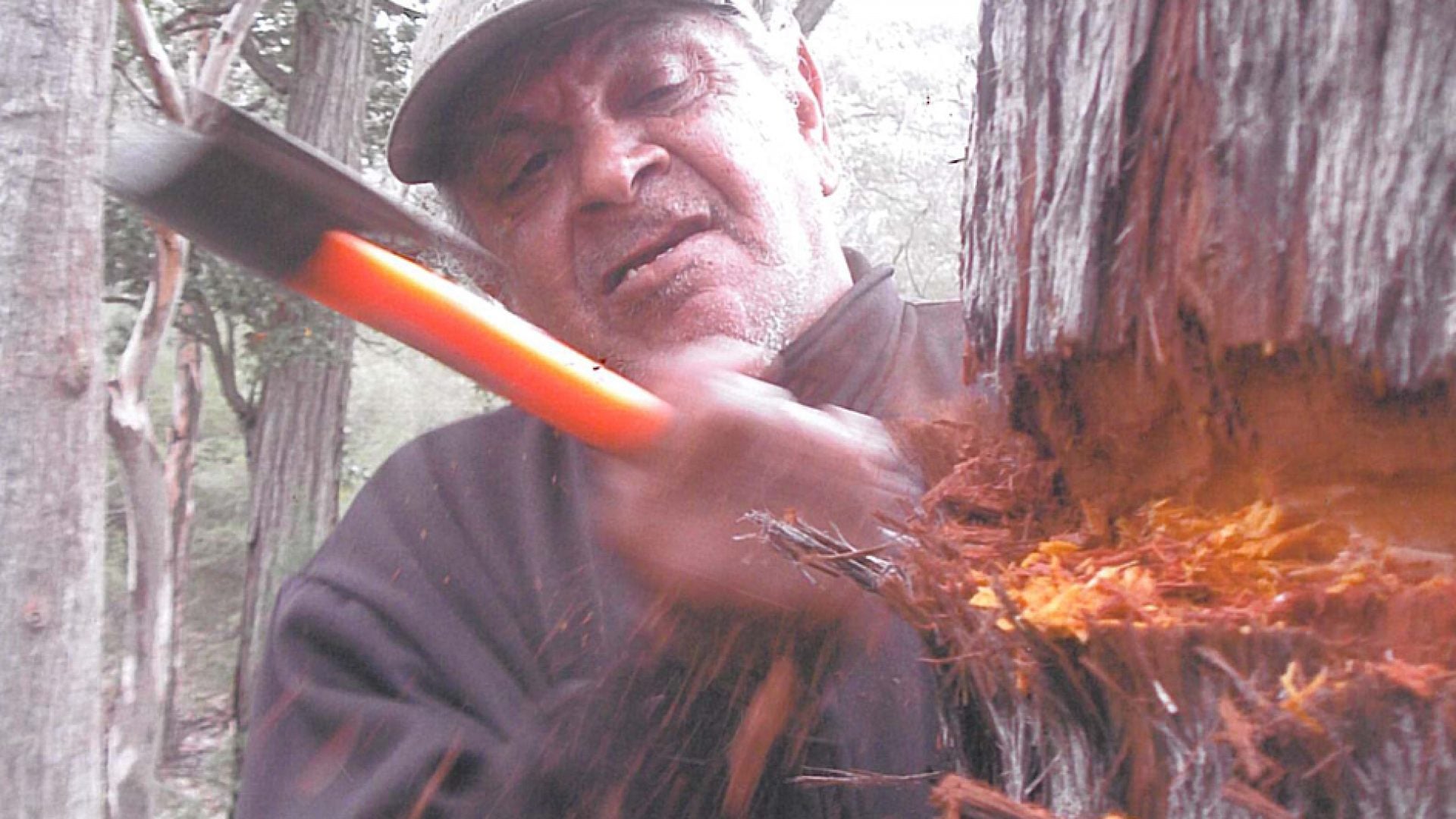 A person using an axe to cut wood from a stree