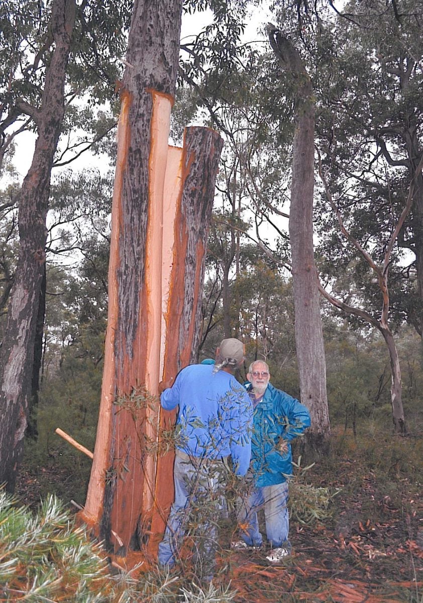 2 people standing beside a tree