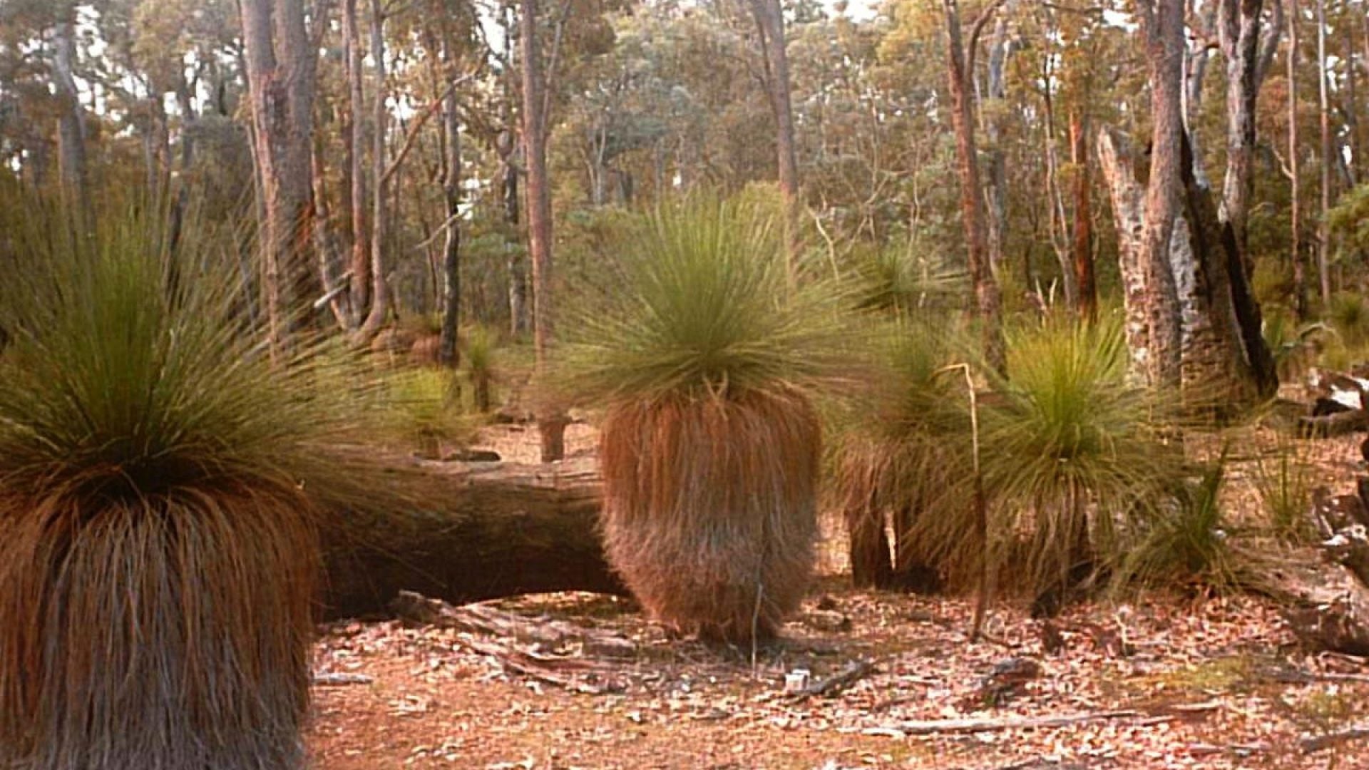 Bushland