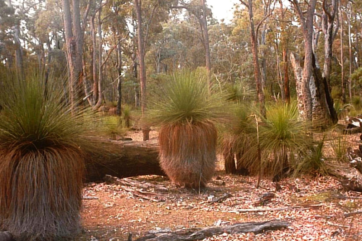 Balls of gum form on grass tree trunks during fires. Fires would have been deliberately used where the special gum producing trees occurred when a supply was needed. In the Shoalhaven area these occur in patches on the Beecroft Peninsula.